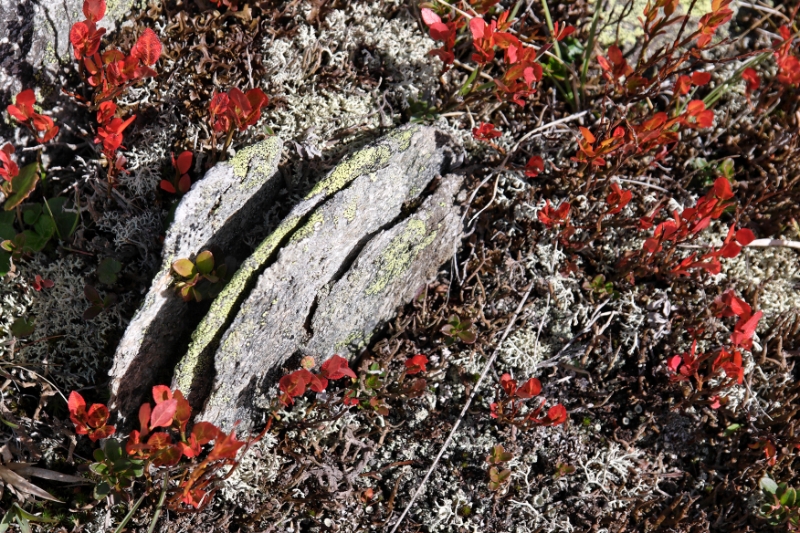 Mountain plants, Zermatt Switzerland 3.jpg